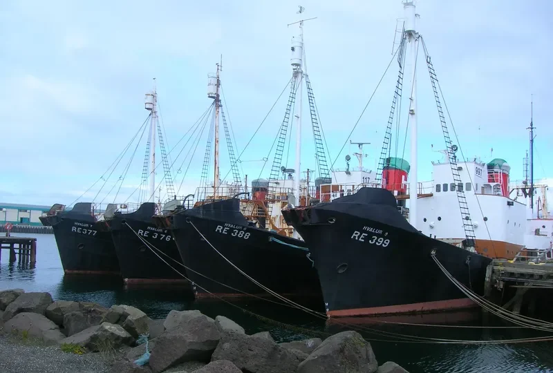 HVALUR 9 General Cargo IMO 5361148 photo 5