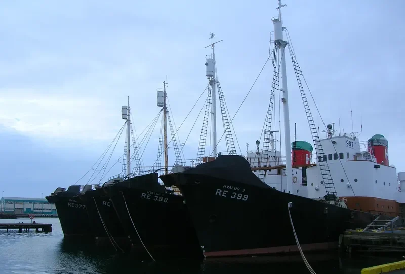 HVALUR 9 General Cargo IMO 5361148 photo 6