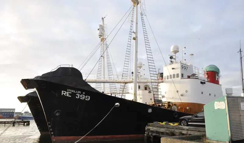 HVALUR 9 General Cargo IMO 5361148 photo 7