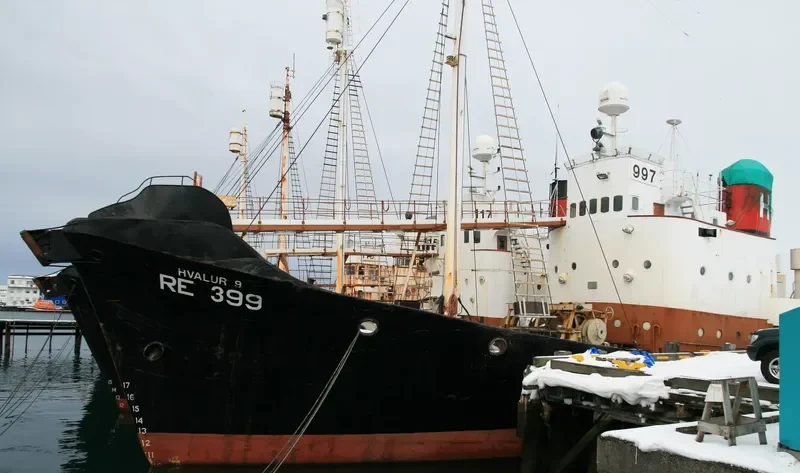 HVALUR 9 General Cargo IMO 5361148 photo 9