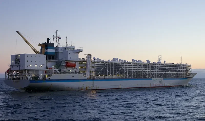 BASHAR ONE TRANSPORT General Cargo IMO 8506361 photo 5