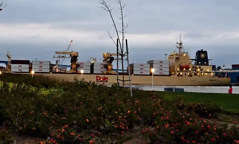 DOLE CALIFORNIA Container Ship IMO 8513467 photo 4
