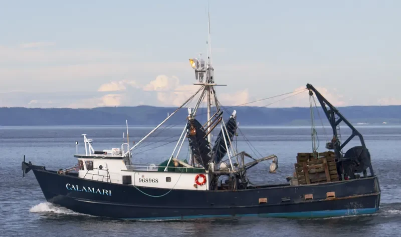 CALAMARI General Cargo IMO 9032848