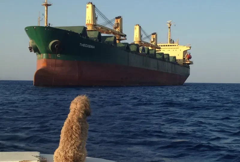 THEOXENIA Bulk Carrier IMO 9142980