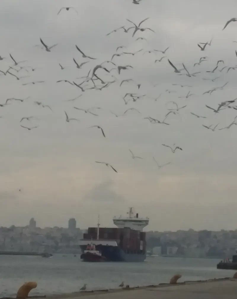 PACUL Container Ship IMO 9236274