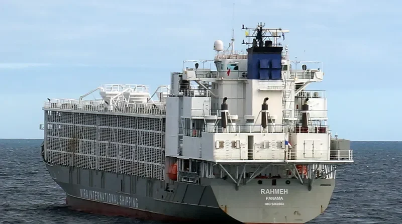 GULF LIVESTOCK 1 General Cargo IMO 9262883 photo 3