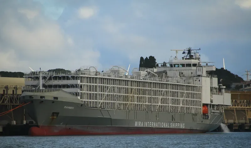GULF LIVESTOCK 1 General Cargo IMO 9262883 photo 4