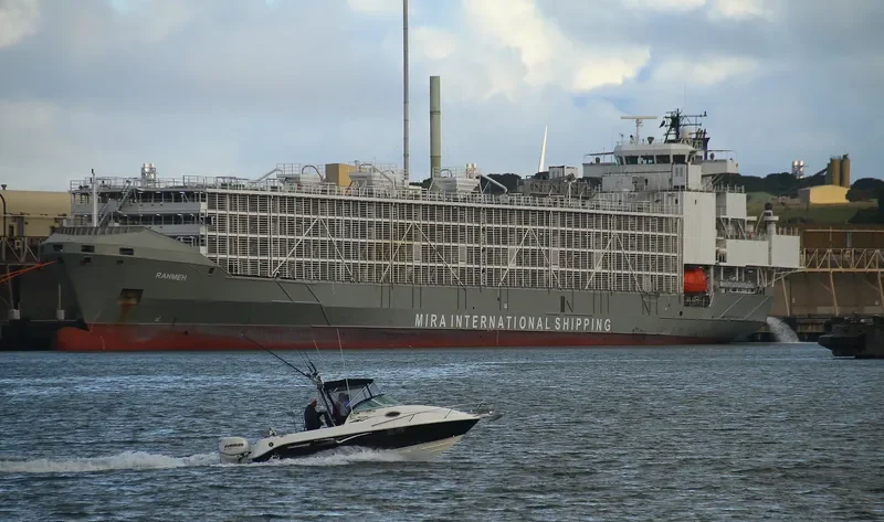 GULF LIVESTOCK 1 General Cargo IMO 9262883 photo 5