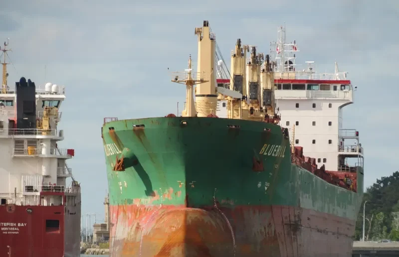 BLUEBILL Bulk Carrier IMO 9263306 photo 6