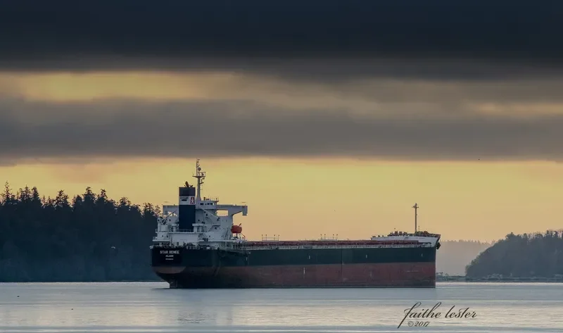 STAR RENEE Bulk Carrier IMO 9328948