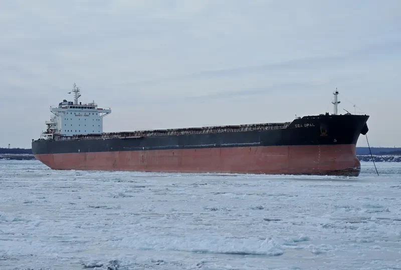 SEA OPAL Bulk Carrier IMO 9584619 photo 3