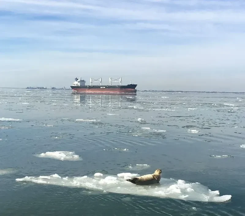 SEASTAR ENDURANCE Bulk Carrier IMO 9588873