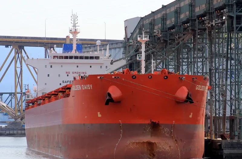 GOLDEN DAISY Bulk Carrier IMO 9590759 photo 7