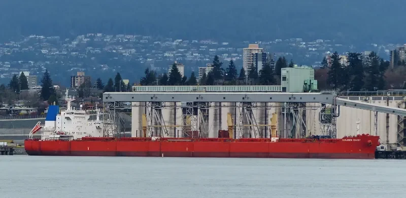 GOLDEN DAISY Bulk Carrier IMO 9590759 photo 10