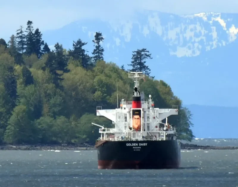 GOLDEN DAISY Bulk Carrier IMO 9691591 photo 3