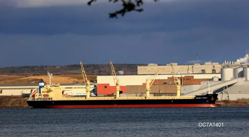DARYA KRISHNA Bulk Carrier IMO 9728370 photo 7