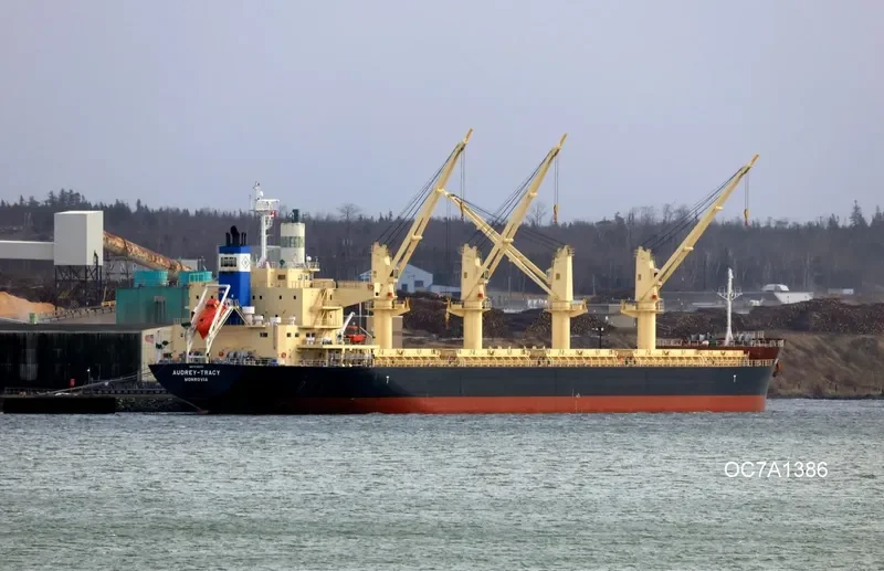 DARYA KRISHNA Bulk Carrier IMO 9728370 photo 8
